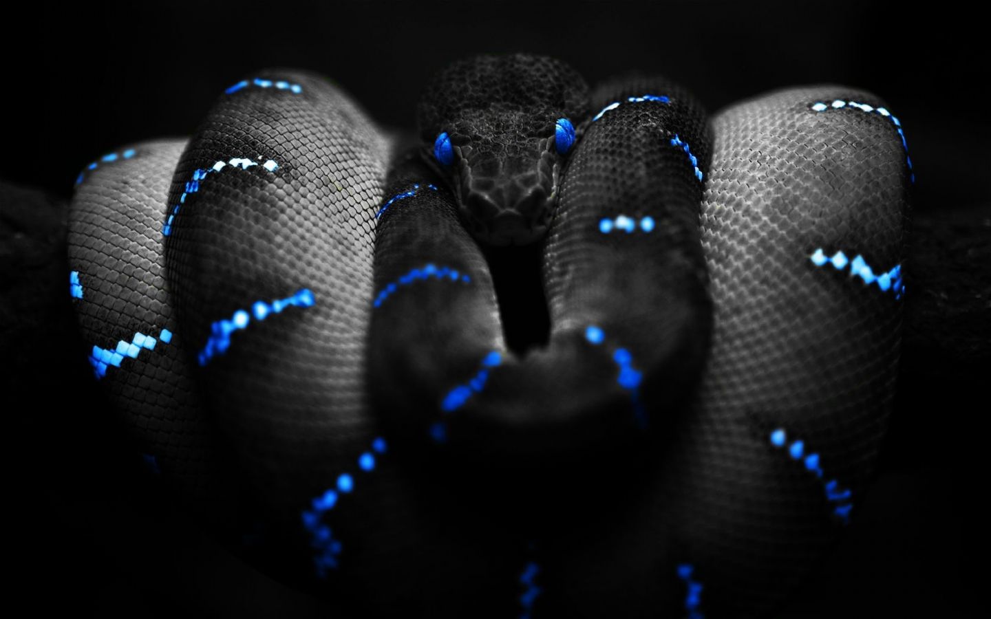Black_Snake_1440x900